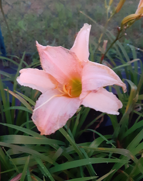 Hemerocallis cultorum `Luxury Lace`